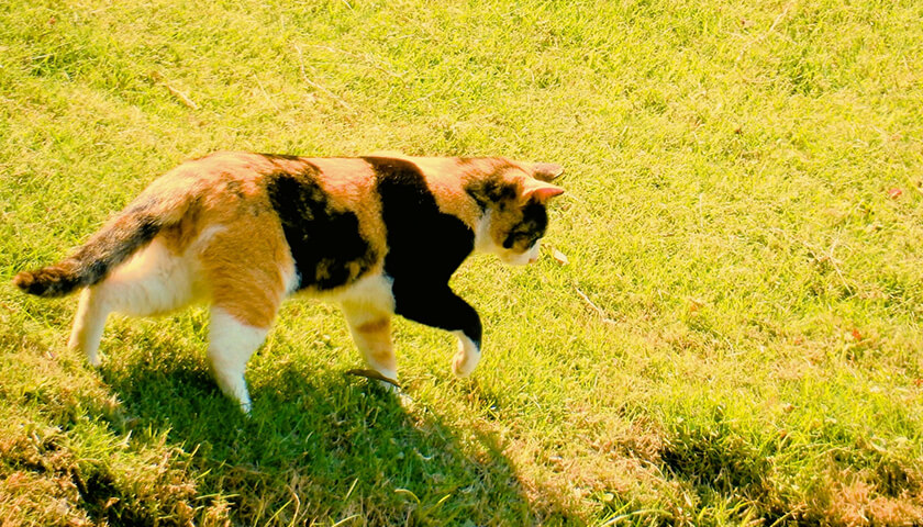 ǭˤ褯סä줿ȤδɤϡۤɿۤʤƤ褤