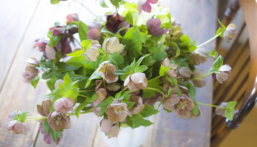 ǥˤ䤹Ȥ֤֤סкˤĤƶƤۤ