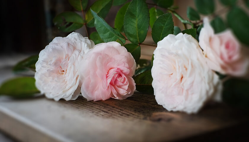 MACɤȿǤ졢вѻ档ɤµ ʹԤȤɤʤ롩